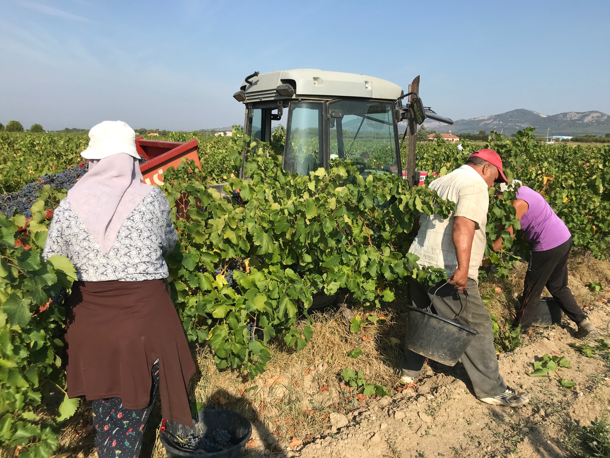 Vendanges exceptionnelles a Mas Caron en 2020